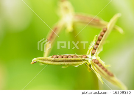 Violet seeds 16209580