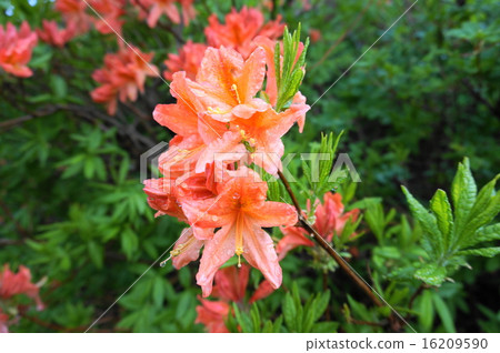 杜鵑花 杜鵑花 16209590