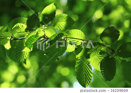 Green leaves 16209689