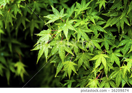 Momige在雨中濕了 Momige在雨中濕了 16209874