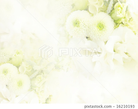 Natural background - rose Natural background - rose 16210193