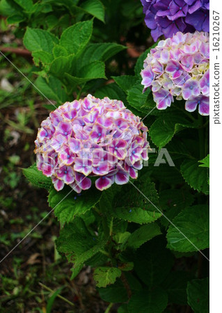 繡球花Renata 繡球花Renata 16210267
