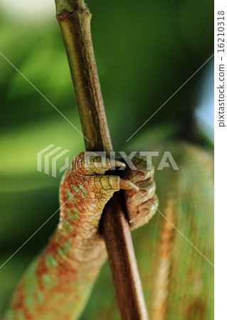 Chamaeleo calyptratus 16210318