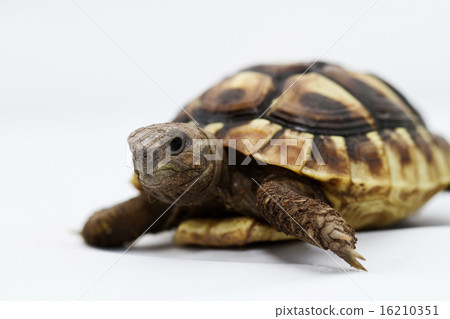 Young turtle on a white background 16210351