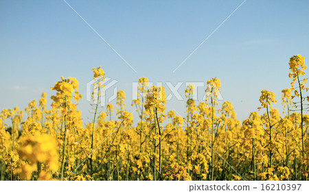 Colza field 16210397