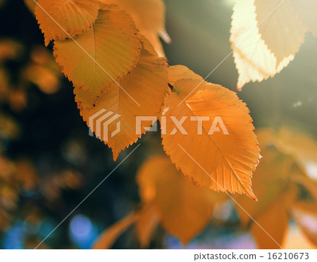 autumn leaves 16210673