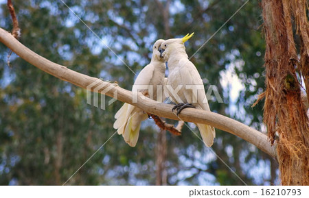 cockatoos couple 16210793
