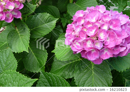 hydrangea   16210823