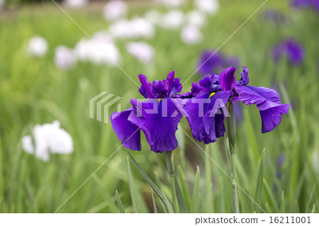 鳶尾花 16211001