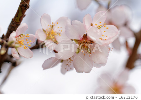 Tree flowering 16212176