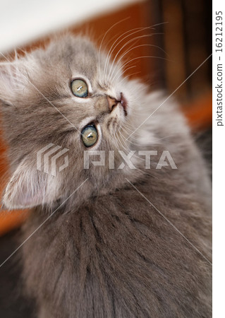 Beautiful grey kitten 16212195