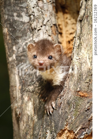 Marten looking around 16212369