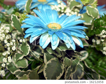 Flowers Flowers 16212858