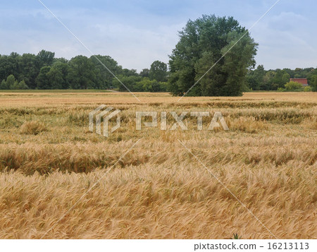 Barleycorn field 16213113