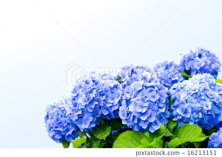 多雲的天空和繡球花 16213151