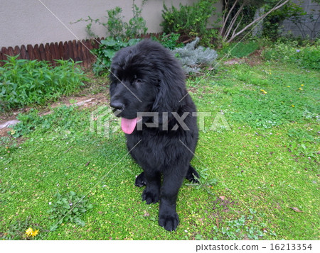 Newfoundland Irish setter puppy 16213354
