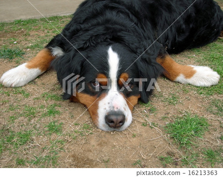 Dog looking up Barney's Mountain Dog 16213363
