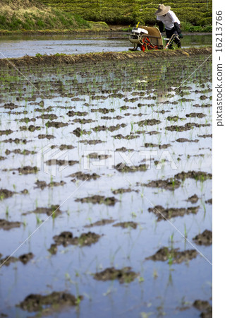 Rice planting Rice planting 16213766