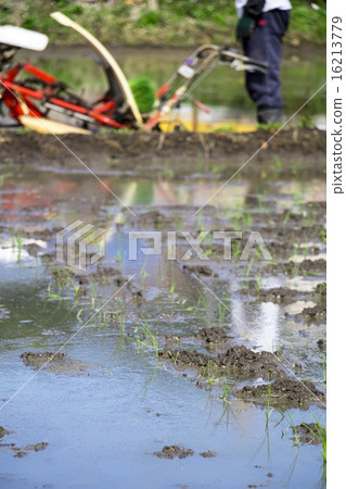 Rice planting 16213779