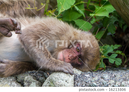 一隻活潑的日本猴子 一隻活潑的日本猴子 16213806