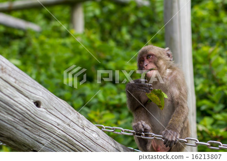 Child of Japanese monkey Child of Japanese monkey 16213807