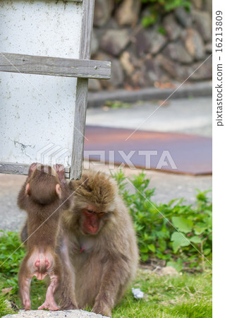 Parent and child of Japanese ape 16213809