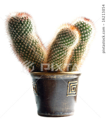 cactus plant 16213854