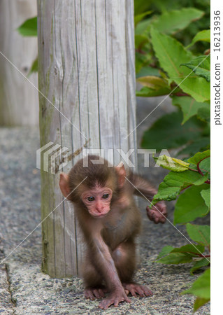 Baby by Japanese monkey Baby by Japanese monkey 16213936