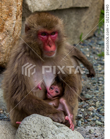 日本猿的父母和孩子 日本猿的父母和孩子 16213940