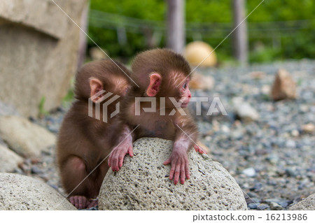 由日本猴子的嬰兒 16213986