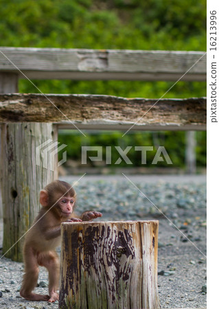 Baby by Japanese monkey Baby by Japanese monkey 16213996