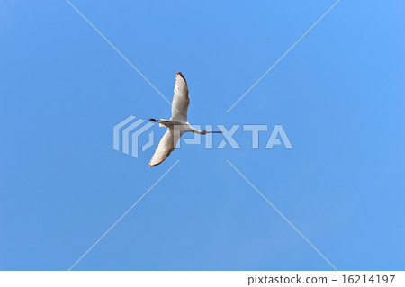 great egret 16214197