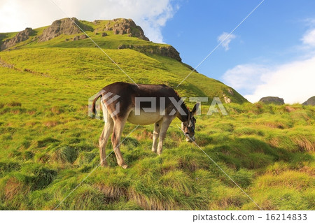 Grazing Donkey 16214833