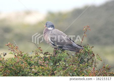 Wood pigeon (Columba palumbus) Wood pigeon (Columba palumbus) 16215317