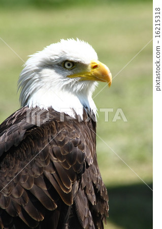 Bald Eagle (Haliaeetus leucocephalus) Bald Eagle (Haliaeetus leucocephalus) 16215318