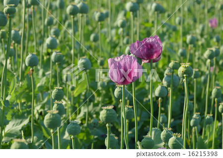 Poppy flower and green cocoons Poppy flower and green cocoons 16215398