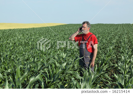 Agricultural scene, farmer in corn field 16215414