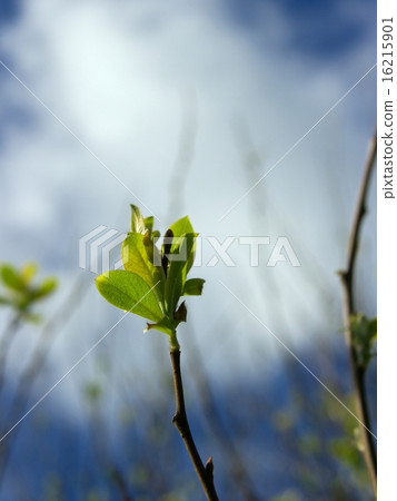 Plant Plant 16215901