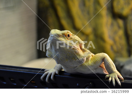 Hoop bearded lizard 16215999