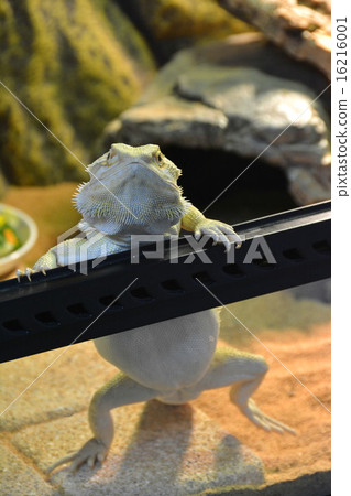 Hoop bearded lizard 16216001