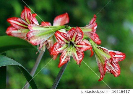 Amaryllis Amaryllis 16216417