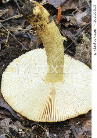 Okinawaka Hatsu 16216619