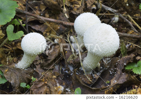 Shimei Hokoritake 16216620