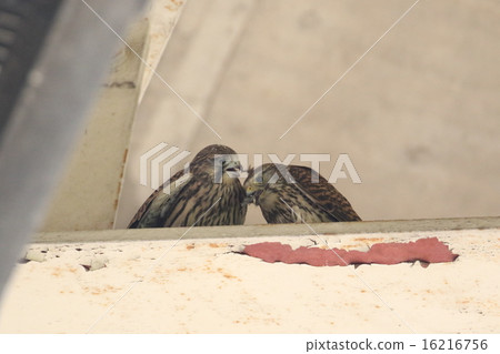 父母和孩子的蝴蝶 16216756