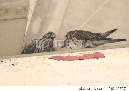 父母和孩子的蝴蝶 16216757