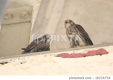 父母和孩子的蝴蝶 16216758