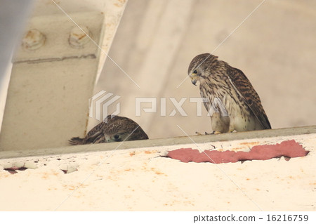 父母和孩子的蝴蝶 16216759