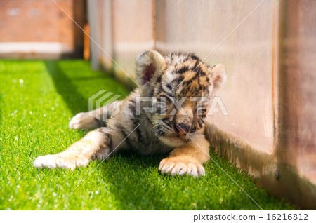 富士野生動物園|阿穆爾虎的寶貝 16216812