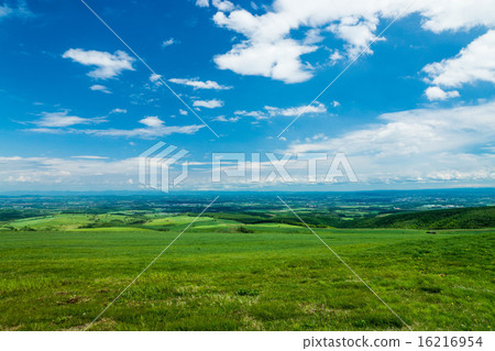 新鮮的綠色奈泰高原(上士幌鎮) 新鮮的綠色奈泰高原(上士幌鎮) 16216954