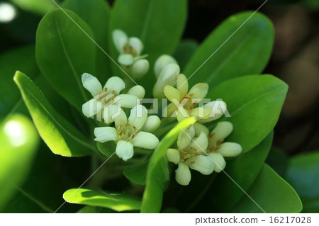 Natural plant Tobera, coastal evergreen shrub characterized by rounded and glossy leaves. A fragrant white flower blooms 16217028